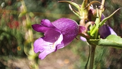 Penstemon gentianoides