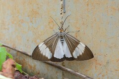 Nyctemera baulus mundipicta