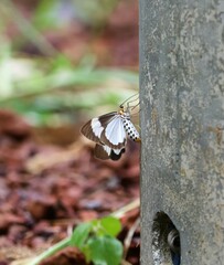 Nyctemera baulus mundipicta