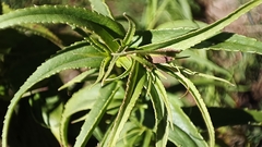 Penstemon gentianoides