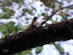 Panellus mitis