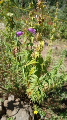 Penstemon gentianoides