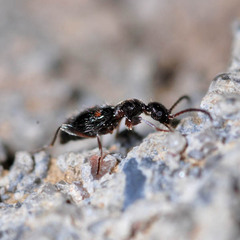 Anthelephila pedestris