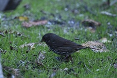 Passerella iliaca annectens