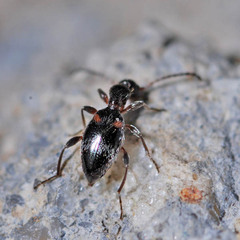 Anthelephila pedestris