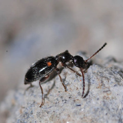 Anthelephila pedestris