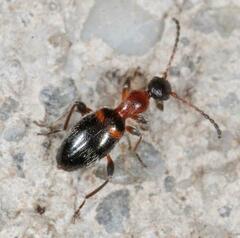 Anthelephila pedestris