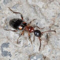 Anthelephila pedestris