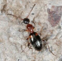 Anthelephila pedestris