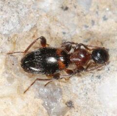 Anthelephila pedestris