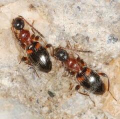 Anthelephila pedestris