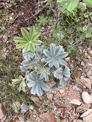 Lupinus albifrons