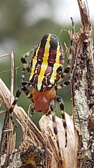 Alpaida grayi