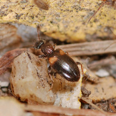 Hirticomus hispidus
