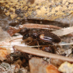 Hirticomus hispidus