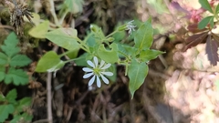 Stellaria cuspidata