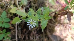 Stellaria cuspidata