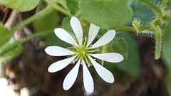 Stellaria cuspidata
