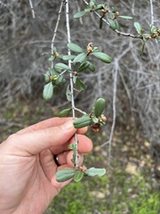 Ceanothus megacarpus