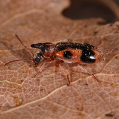 Notoxus monoceros