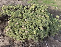 Eriogonum arborescens
