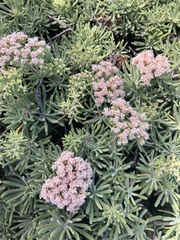 Eriogonum arborescens