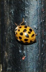 Harmonia axyridis