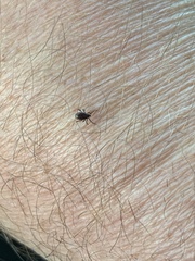Ixodes pacificus