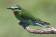 Merops persicus persicus