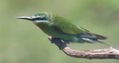 Merops persicus persicus