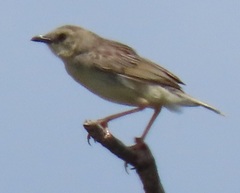 Cisticola natalensis