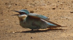 Merops persicus persicus