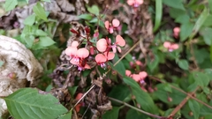 Lopezia racemosa