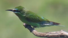 Merops persicus persicus