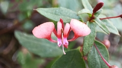 Lopezia racemosa
