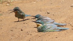 Merops persicus persicus