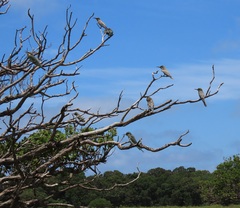 Merops persicus persicus