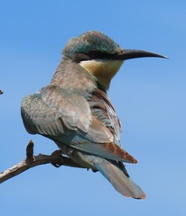 Merops persicus persicus