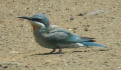 Merops persicus persicus