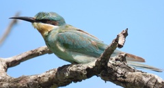 Merops persicus persicus