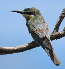 Merops persicus persicus