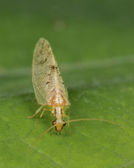 Hemerobius humulinus