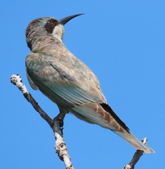 Merops persicus persicus
