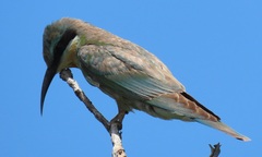 Merops persicus persicus