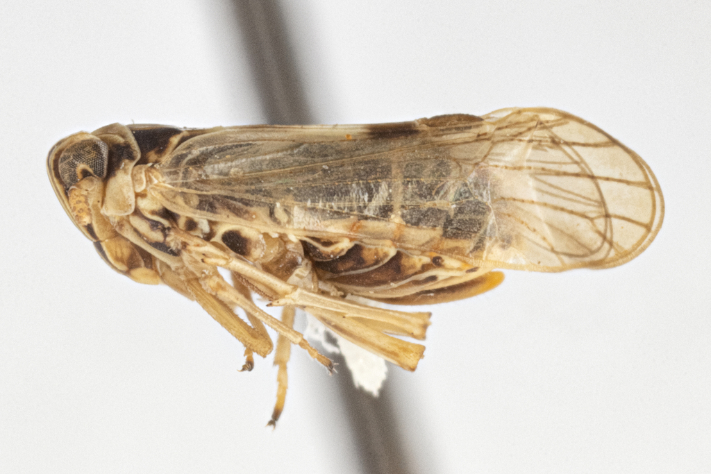 Laodelphax striatellus