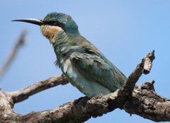 Merops persicus persicus