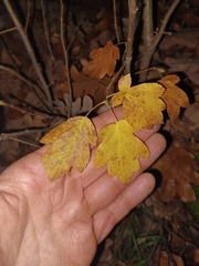 Torminalis glaberrima