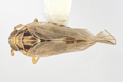 Laodelphax striatella