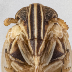 Laodelphax striatella