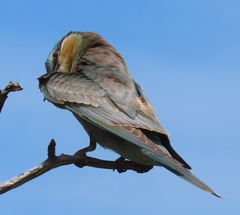 Merops persicus persicus